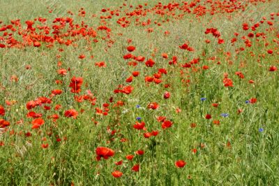 Poppy and cornflower