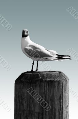 Black-headed Gull isolated