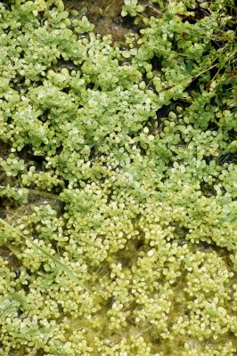 Duckweed