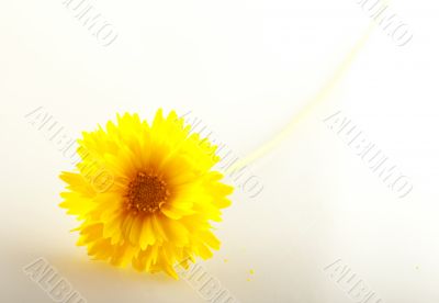 Yellow Dahlia