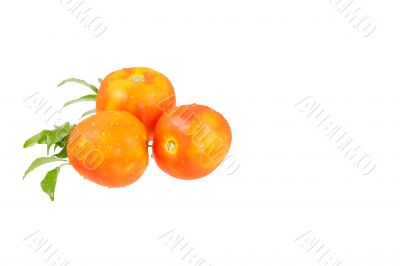 Fresh red tomato isolated with  on white background 