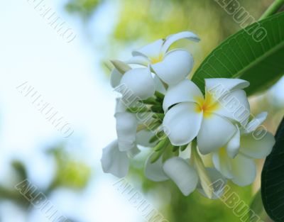 white plumeria flower