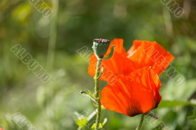 Poppy flower