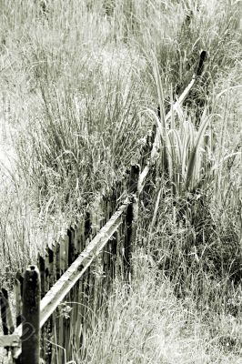 Rotten fence