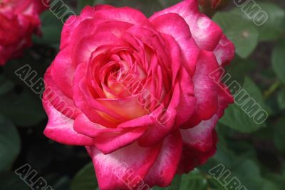 Beautiful blossoming rose against the green of the leaves