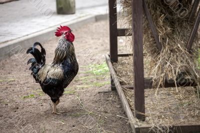 Rooster near hay storage