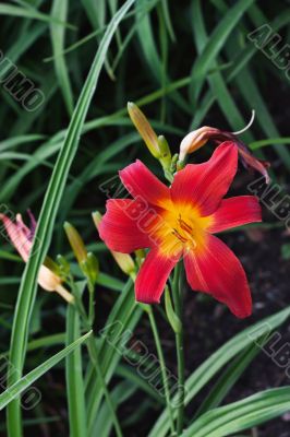 Blooming hemerocallis