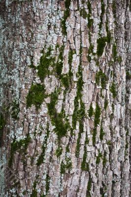 Tree bark with moss closeup