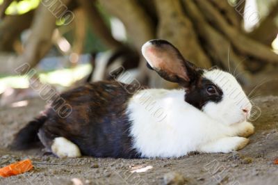 afternoon and rabbit relax in garden 