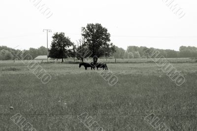 Two horses on pasture