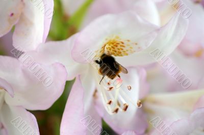 Bumblebee and flower