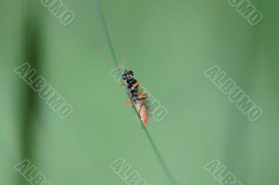 Wasp macro