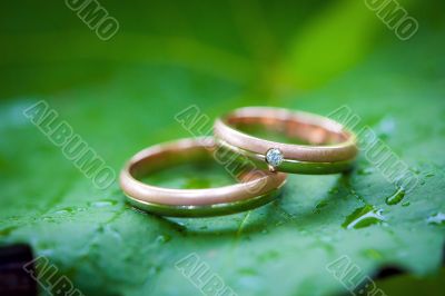 Two wedding rings on a leaf