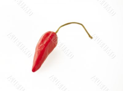 Pepper