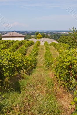 Vineyard