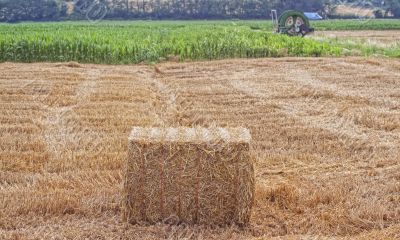 Field
