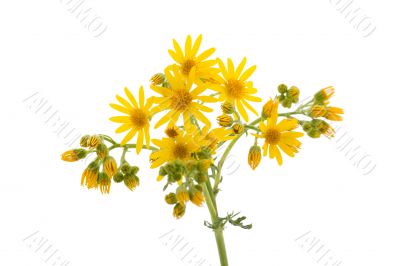 Yellow wild flowers