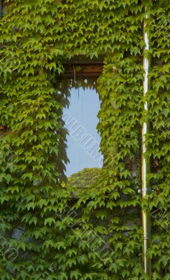 Window