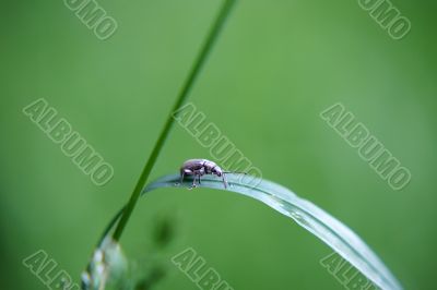 Weevil