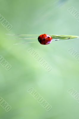 Ladybug