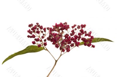 Red wild flowers
