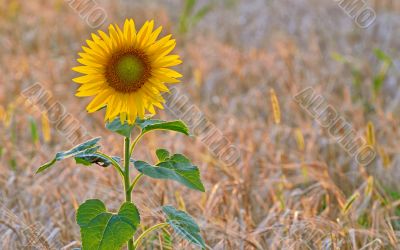 isolated sunflowe