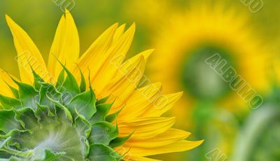 back side of sun flower