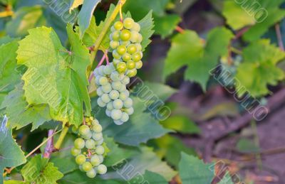 green grapes in vineyard