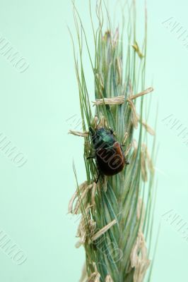 Garden chafer