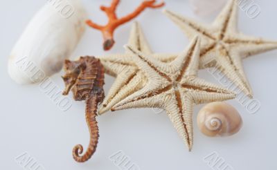 Marine animals