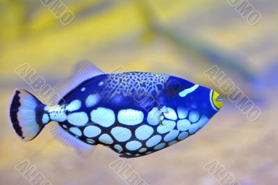 colorful butterfly-fish 
