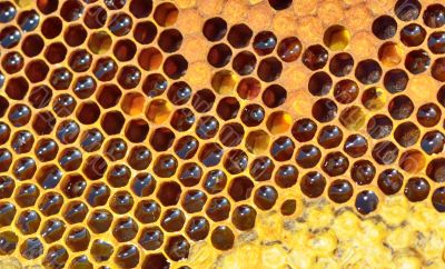 fresh honeycomb