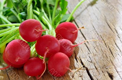 Small garden radish isolated shoot in studio