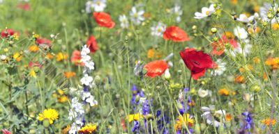 summer flowers on filed
