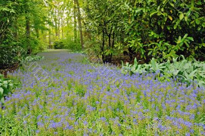 field of purple flowers