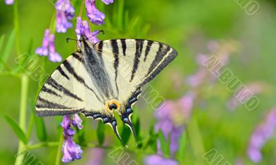 butterfly on flower