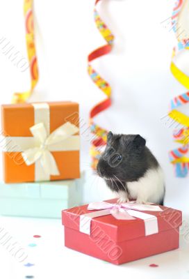 guinea pig and gifts