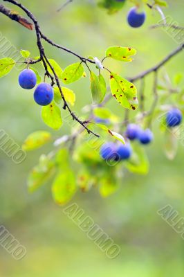 Ripe plums on the tree