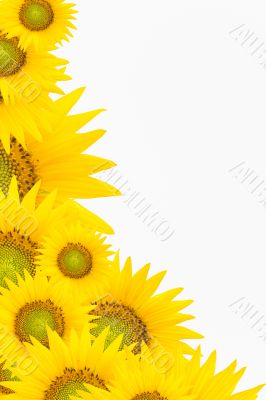 background with sunflowers