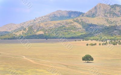solitary tree