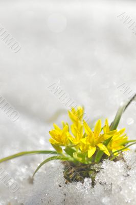 yellow spring flowers 