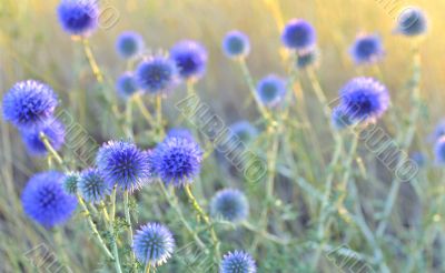 thistle close-up 