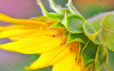 Sunflower detail 