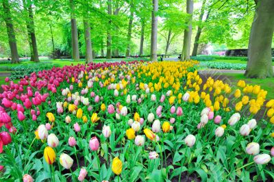 Garden of tulips