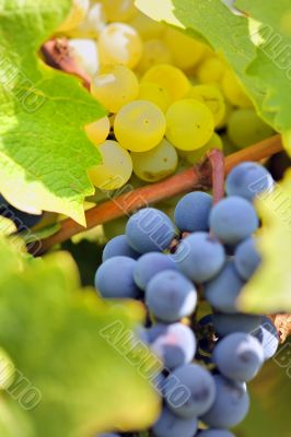ripe grapes