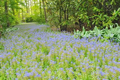 Keukenhof gardens