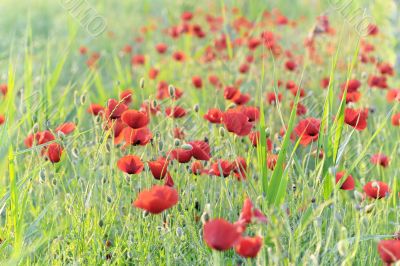 poppies field