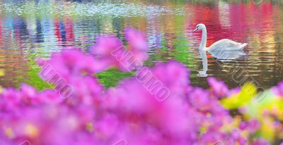 swan on water