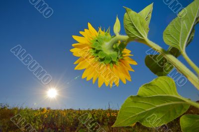 Sunflowers field