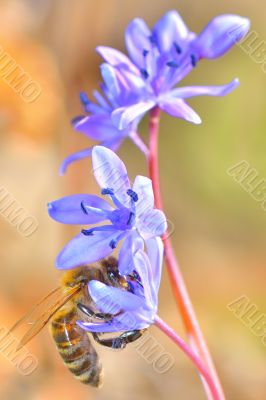 Image of beautiful violet flower and bee